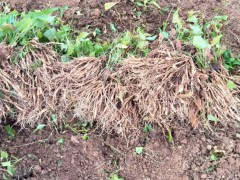 芝櫻花苗是什么?有幾種顏色圖1