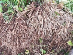 蓮霧樹適合在哪些地方種植_種植能賺錢嗎?好種嗎圖1