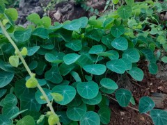 蒜苔市場價(jià)多少錢一斤？蒜苔批發(fā)*多少錢圖1