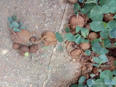 目前大豆價格行情多少錢一斤？種植賺錢嗎？圖3