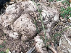 優(yōu)質黃豆圖1