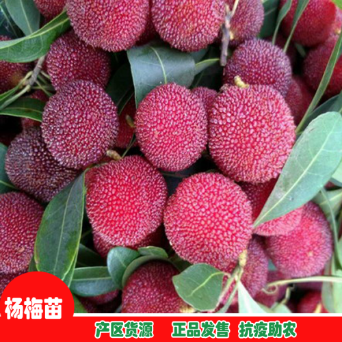 葡萄熱賣中．