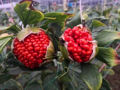 白芨種植條件和方法？白芨種子多少錢一斤？2020年鮮白芨價格圖2
