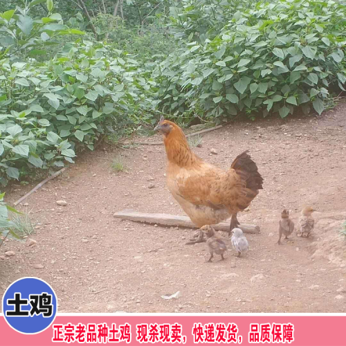 放養(yǎng)土雞