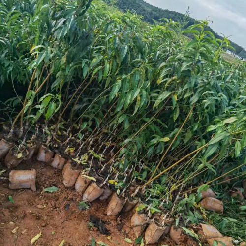 效益較好葡萄基地轉(zhuǎn)讓