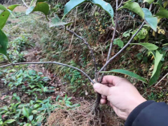黑老虎(種苗)_黑老虎種苗怎么種植才好?圖2