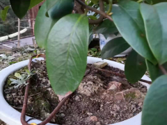 黑老虎(種苗)_黑老虎種苗怎么種植才好?圖3