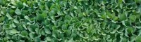 娃娃菜種苗|云南|玉溪市|通?？h|0.1元/株