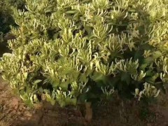 金銀花苗有紅花嗎	？金銀花苗挑那樣圖1