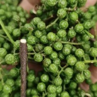 收購(gòu)青花椒，保山(昌寧，施甸，蒲縹)范圍內(nèi)聯(lián)系