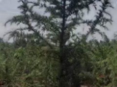 一棵10米高的雪松樹價(jià)格圖2