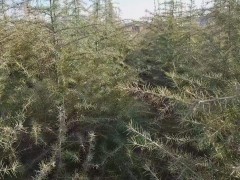簡介：