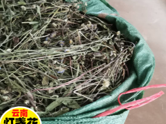 陸良曲靖燈盞花/種子、種苗生產(chǎn)基地、規(guī)范化種植示范基地圖1
