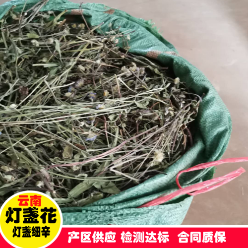 陸良曲靖燈盞花/種子、種苗生產(chǎn)基地、規(guī)范化種植示范基地