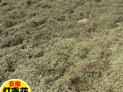 曲靖燈盞花批發(fā)廠家圖1