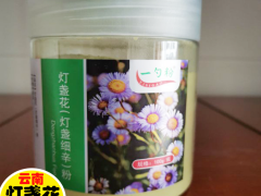 免費(fèi)提供燈盞花種苗圖1