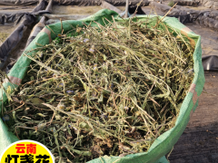燈盞花*燈盞花（燈盞細辛\東菊）種子*燈盞花種植圖1