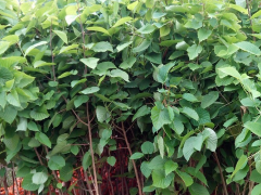 肋果茶苗快育基地/云南肋果茶苗廠家圖1