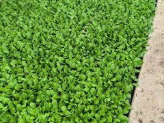 出售各種蔬菜種苗:包谷苗/小鐵頭苗，大白菜苗，青菜苗圖3