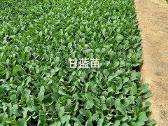各種蔬菜種苗:小鐵頭苗，大白菜苗，青菜苗，秋綠苗圖3