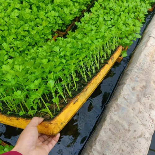 生菜苗怎么種 油麥菜苗，西芹苗，黃白苗圖
