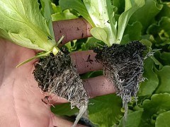 生菜苗怎么種 油麥菜苗，西芹苗，黃白苗圖圖2