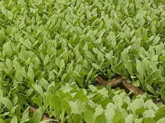生菜苗怎么種 油麥菜苗，西芹苗，黃白苗圖圖3