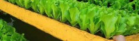 生菜適宜的播種種植方式。