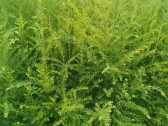 紅豆杉苗 昆明新上市的紅豆杉銷(xiāo)售市場(chǎng)圖3