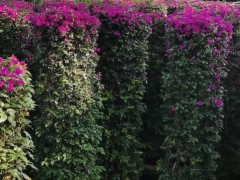 三角梅掉花是怎么回事？將會澆灌過多圖5