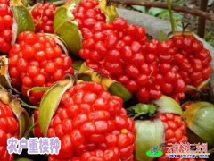 云南大理重樓價(jià)格堅(jiān)挺_大理重樓多少錢(qián)一斤?圖2