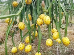 云南火龍果供應(yīng)商—文山火龍果圖1