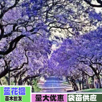 求購地徑3分藍(lán)花楹袋苗
