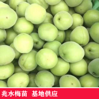 求購(gòu)鮮梅烏梅
