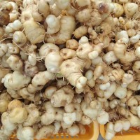 求購蒼術(shù)或黃精種子，要品種好發(fā)芽率高