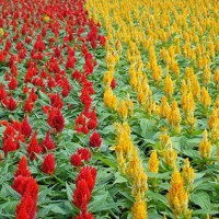 求購雞冠花籽，金錢草種子