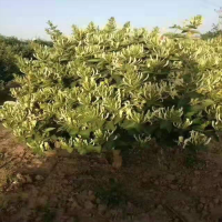 求購(gòu)金銀花