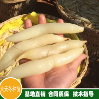 優(yōu)質(zhì)云南大天冬、天冬種苗-云南藥材信息