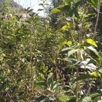 急購桂花四季桂30量10公分，約20至60分枝