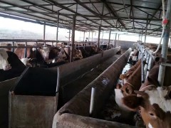 全國肉牛價(jià)格 肉牛價(jià)格還能上漲嗎 肉牛價(jià)格今日價(jià)一斤多少錢圖3