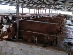 全國肉牛價(jià)格 肉牛價(jià)格還能上漲嗎 肉牛價(jià)格今日價(jià)一斤多少錢圖4