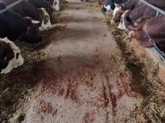 肉牛價格走勢   肉牛價格走勢分析   肉牛價格新行情圖3