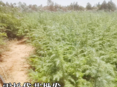 紅河個(gè)舊1米5福建雪松苗價(jià)錢 瀾滄雪松苗地址 高2米雪松優(yōu)質(zhì)苗圖4