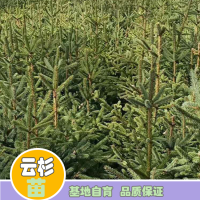 求購 一米高杯苗，云杉，側(cè)柏