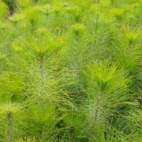 求購(gòu)馬尾松