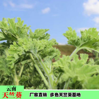 求購天竺葵胸徑11公分，2米至2米5分枝，4米5截，冠2米