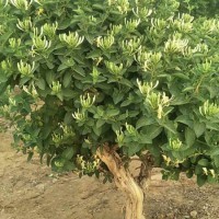 求購(gòu)金銀花