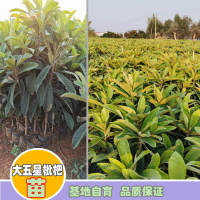 求購枇杷樹袋苗，要求3到5公分
