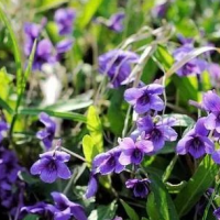 求購紫花地丁，公英根各3噸