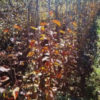 求購(gòu)黃花梨樹(shù)3000棵，要求11公分以上